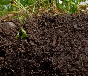 Soil Composition and Its Impact on Drainage